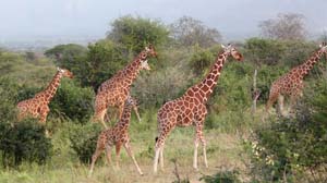 Giraffes, Hawaii, and Bloom’s Taxonomy