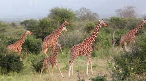 Giraffes