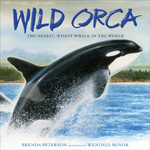 Wild Orca